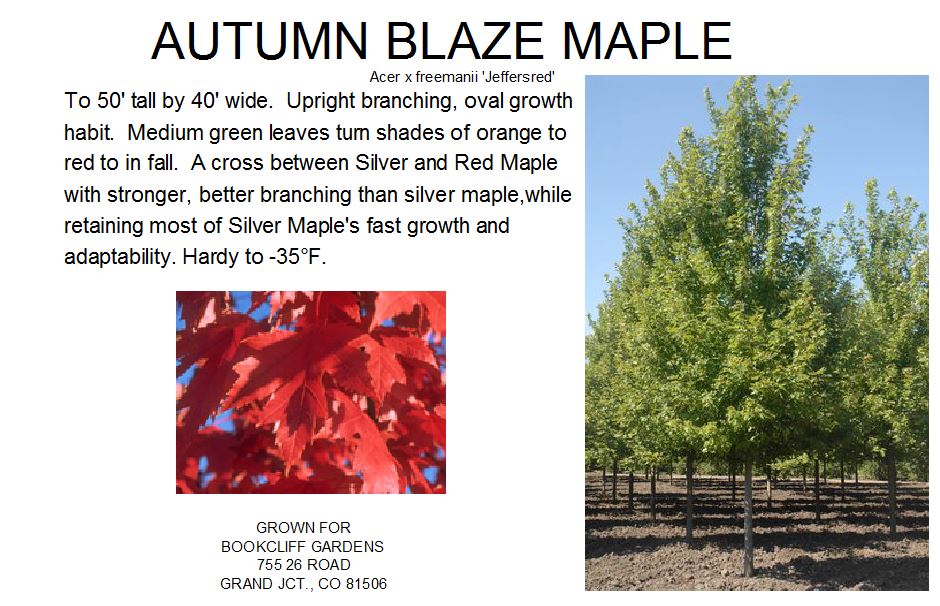 Maple, Autumn Blaze