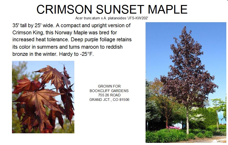 Maple, Crimson Sunset