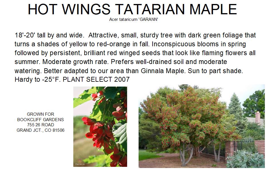Maple, Hot Wings Tatarian Clump
