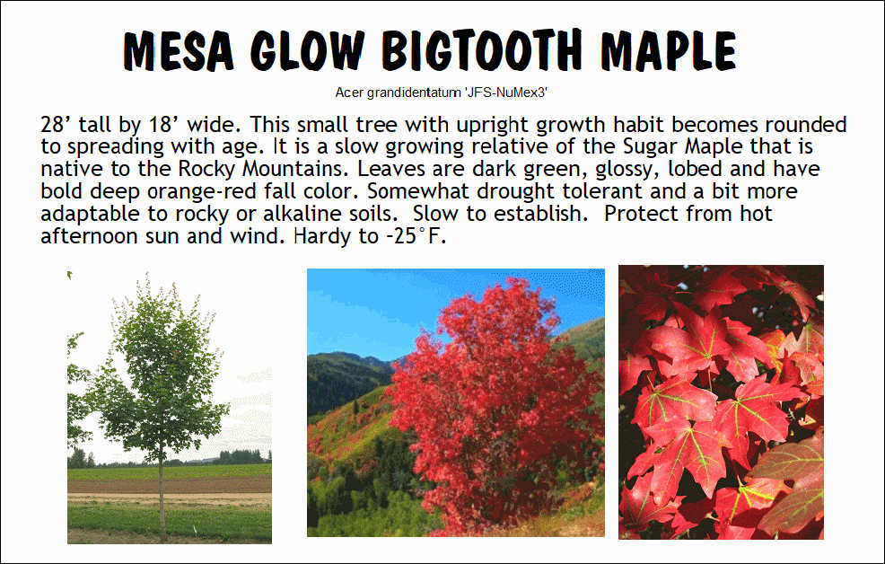 Maple, Bigtooth Clump