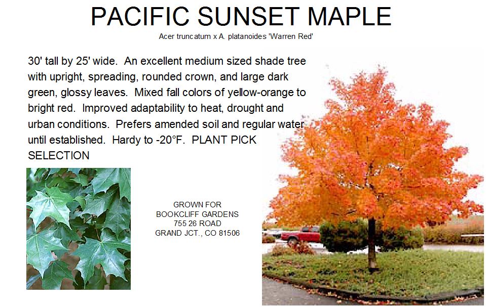 Maple, Pacific Sunset