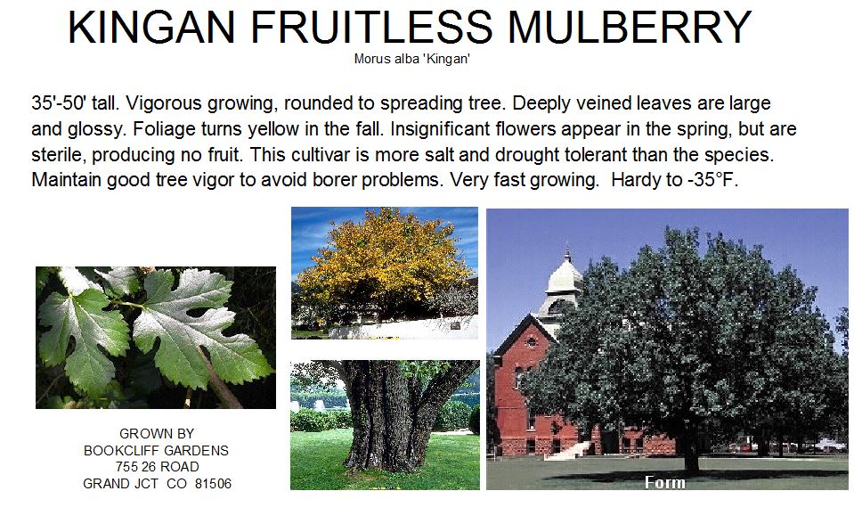 Mulberry, Kingan Fruitless