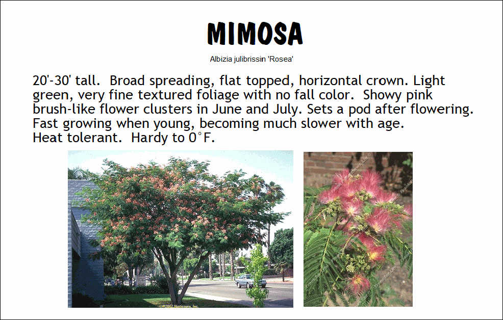 Mimosa