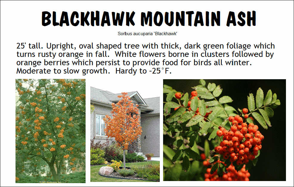Mountain Ash, Blackhawk