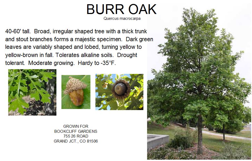 Oak, Burr