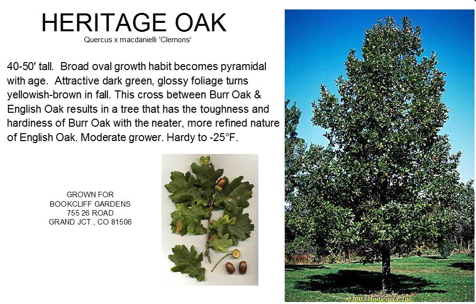 Oak, Heritage