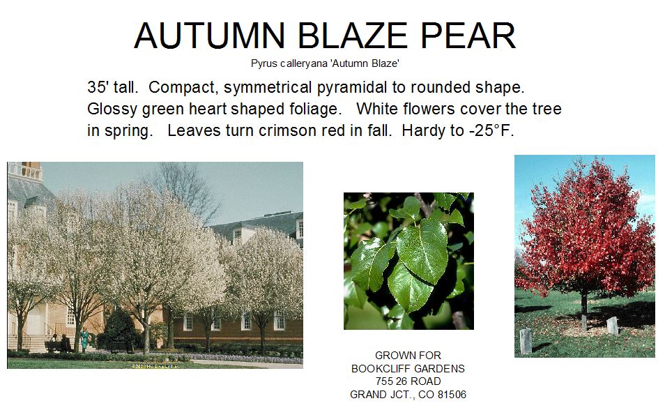 Pear, Autumn Blaze