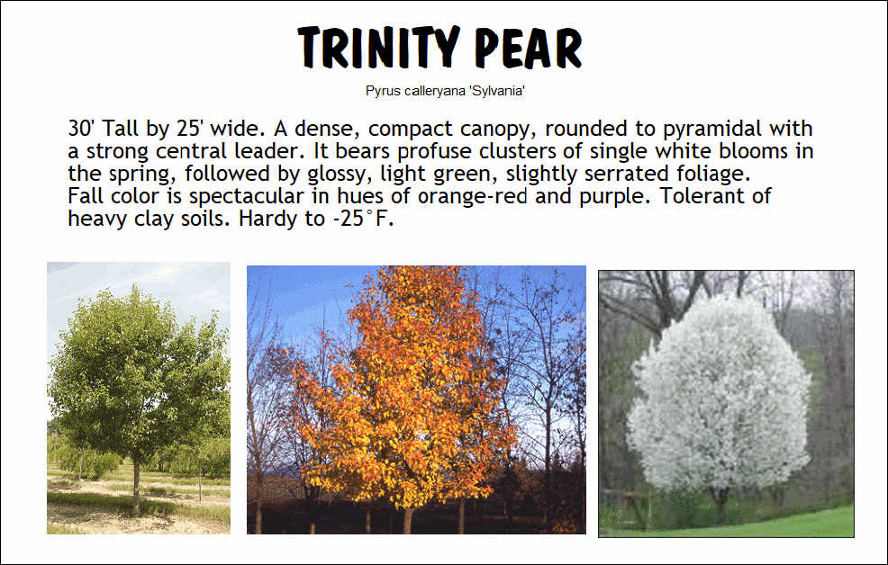 Pear, Trinity