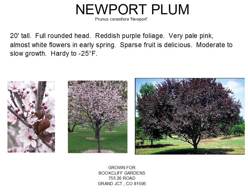 Plum, Newport
