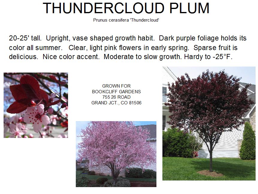 Plum, Thundercloud