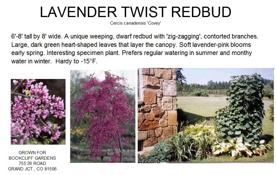 Redbud, Lavender Twist