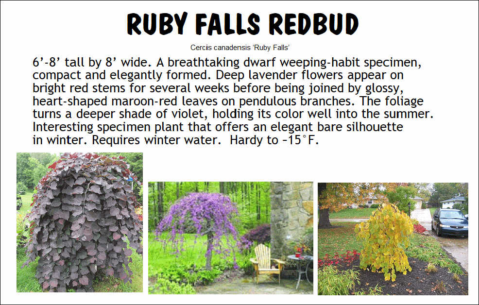 Redbud, Ruby Falls