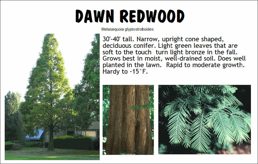 Redwood, Dawn