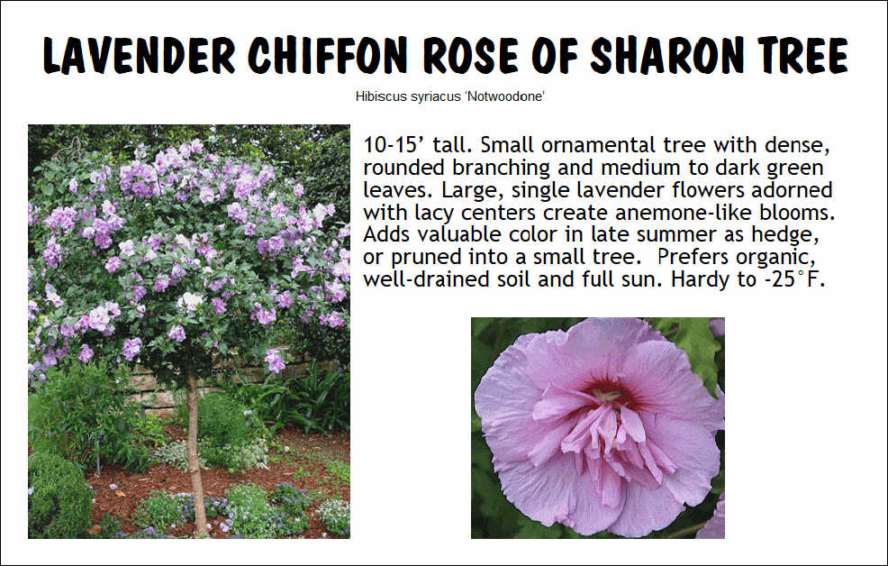 Rose of Sharon Tree, Lavender Chiffon
