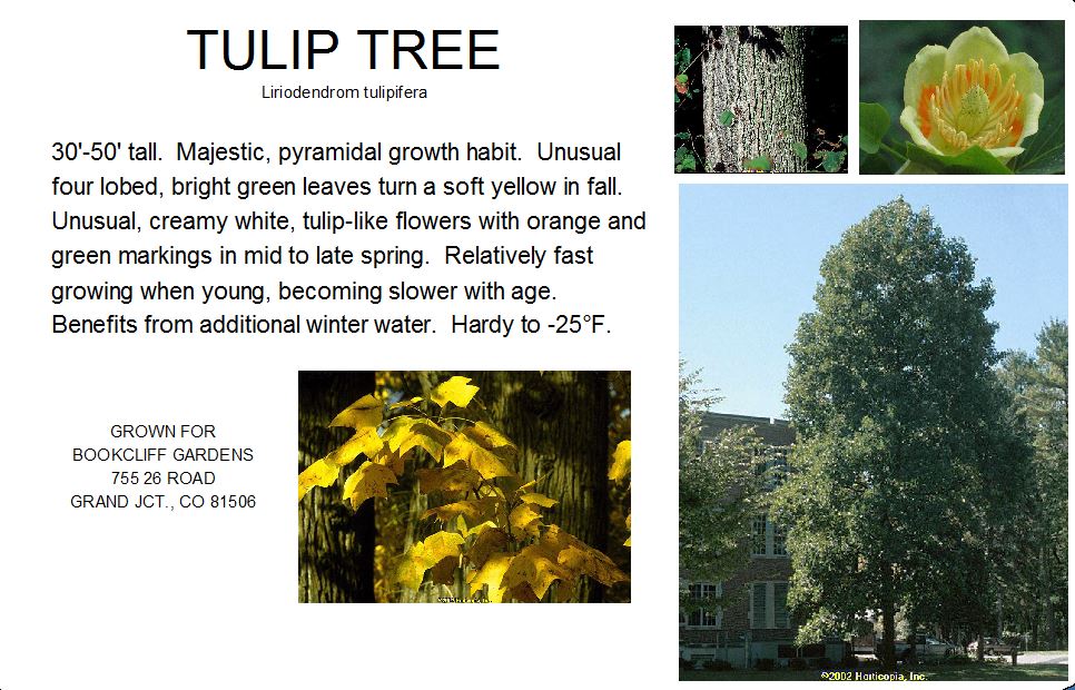 Tulip Tree