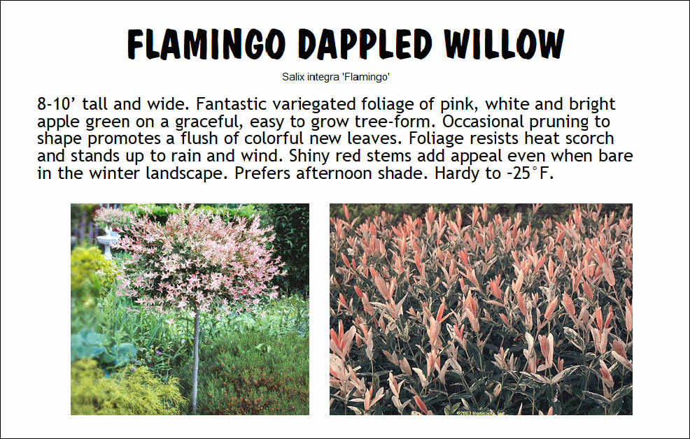 Willow, Flamingo Tree