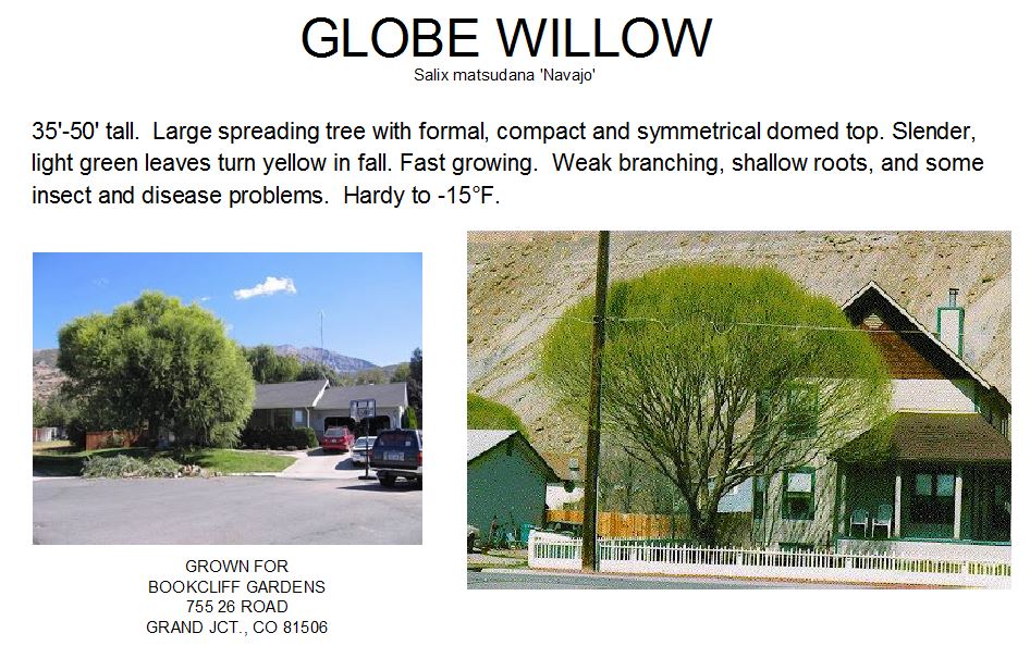 Willow, Globe