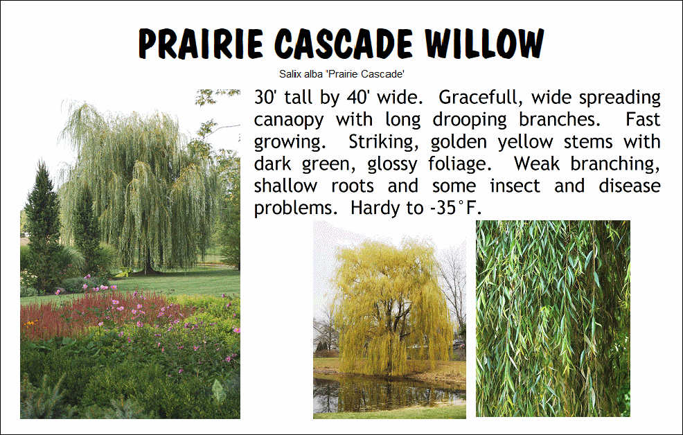 Willow, Prairie Cascade
