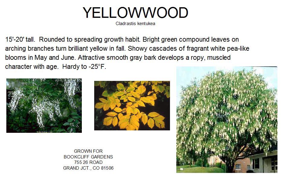 Yellowwood