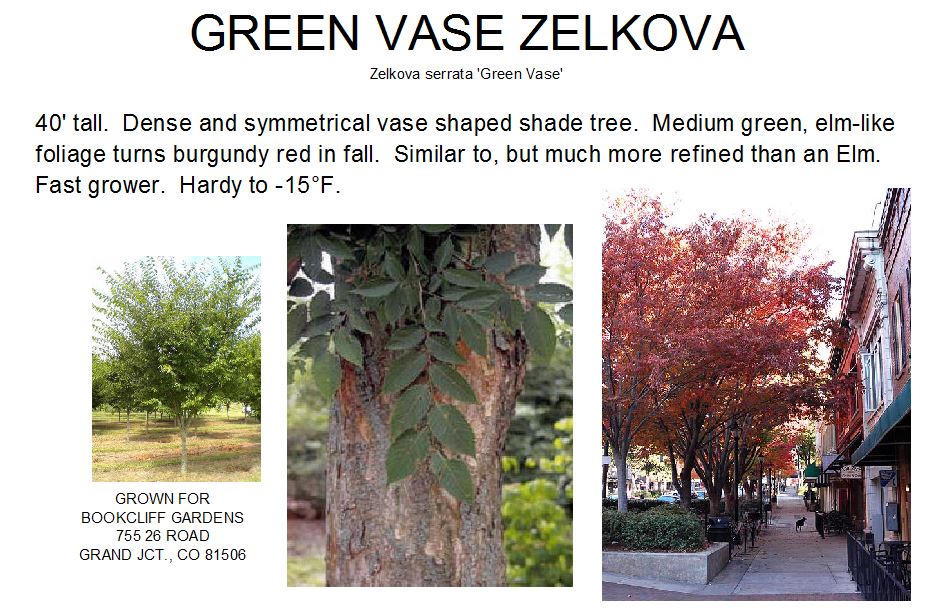 Zelkova, Green Vase