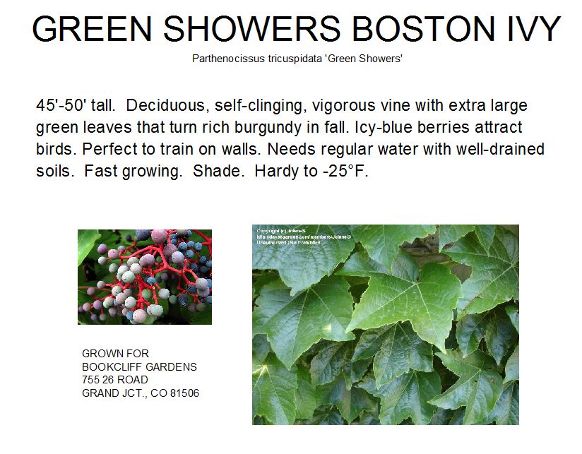 Boston Ivy, Green Showers