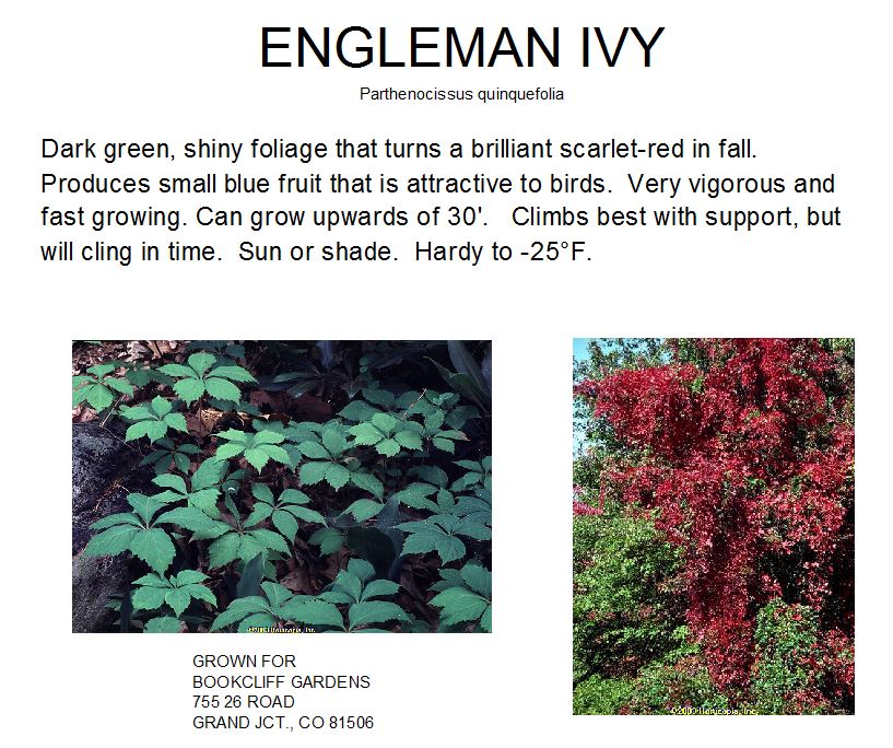 Engleman Ivy