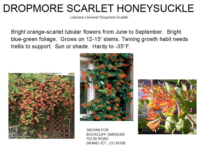 Honeysuckle, Dropmore Scarlet