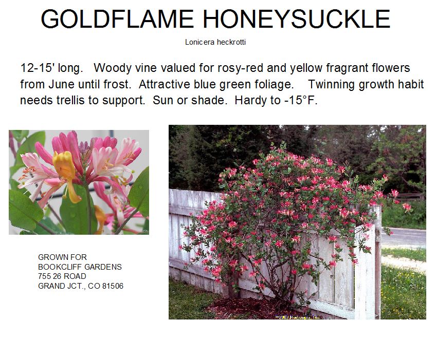 Honeysuckle, Goldflame