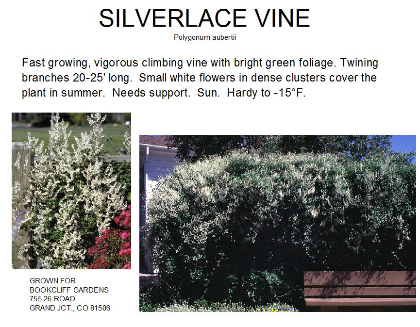 Silver Lace Vine
