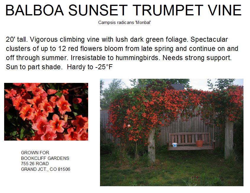 Trumpet Vine, Balboa Sunset