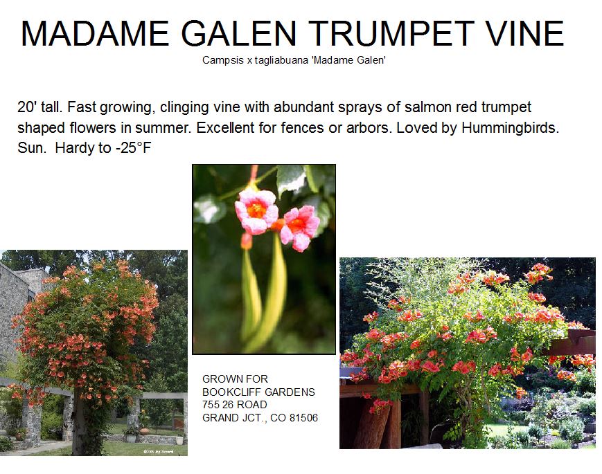 Trumpet Vine, Madame Galen