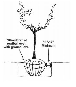 B & B Trees Planting Guide