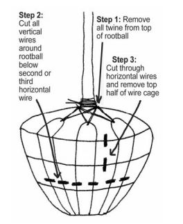 B & B Trees Planting Guide