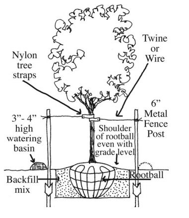 B & B Trees Planting Guide